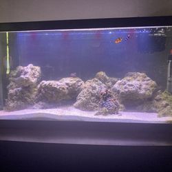 Saltwater Fish Tank 