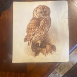 Tawny Owl Print