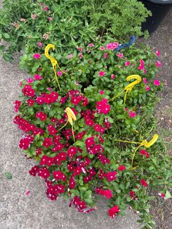 Plant sale today and Friday