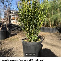 Wintergreen Boxwood 3 gallons
