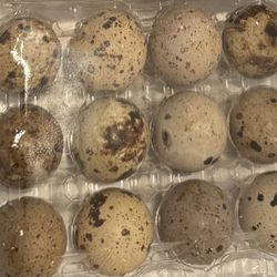Delicious Quail Eggs For Eating! And Incubating!