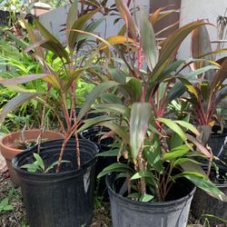BEAUTIFUL CORDYLINE RED LEAF PLANTS!
