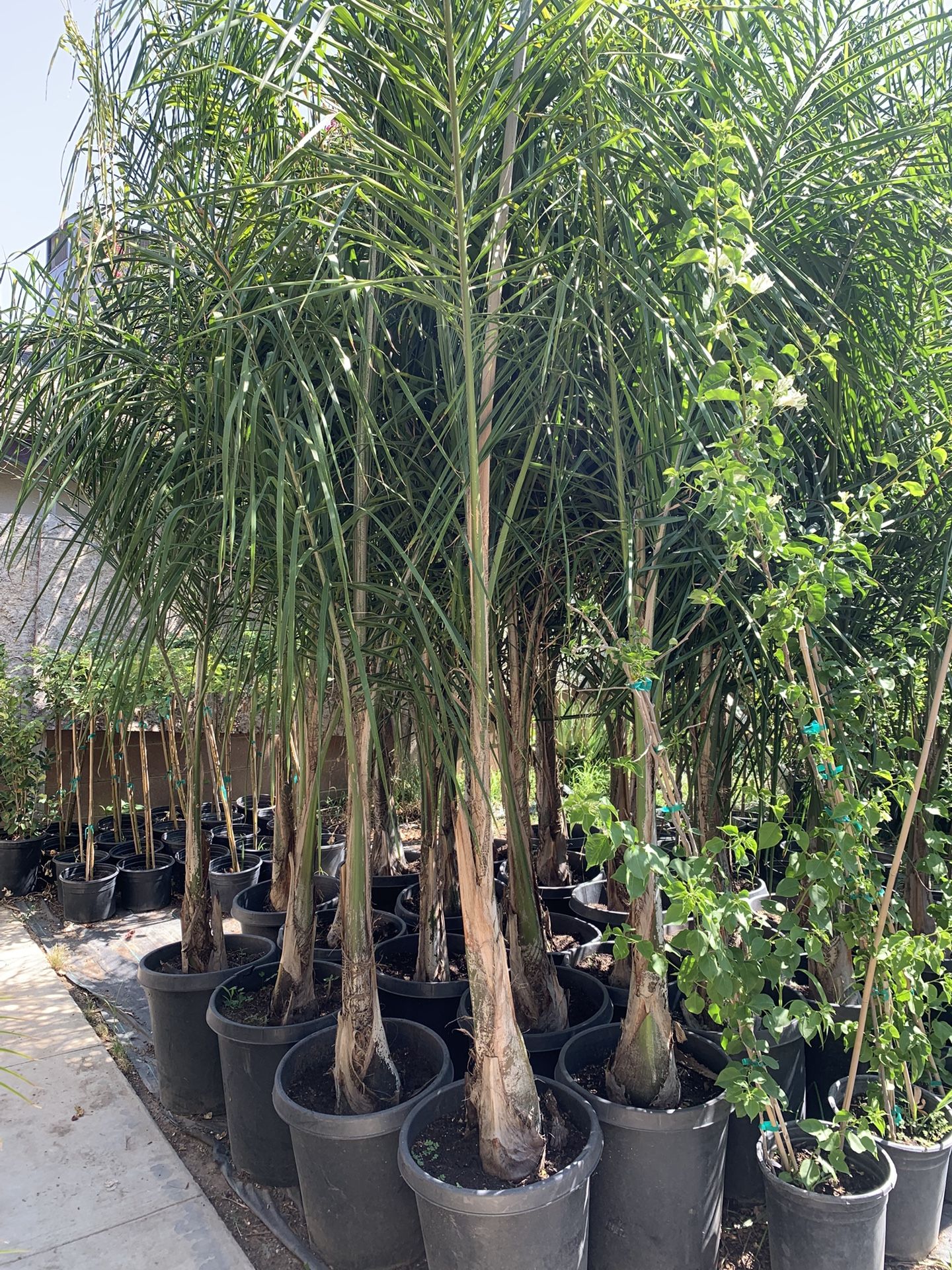 Queen Palms15 Gallon 70$ Each Nice And Green