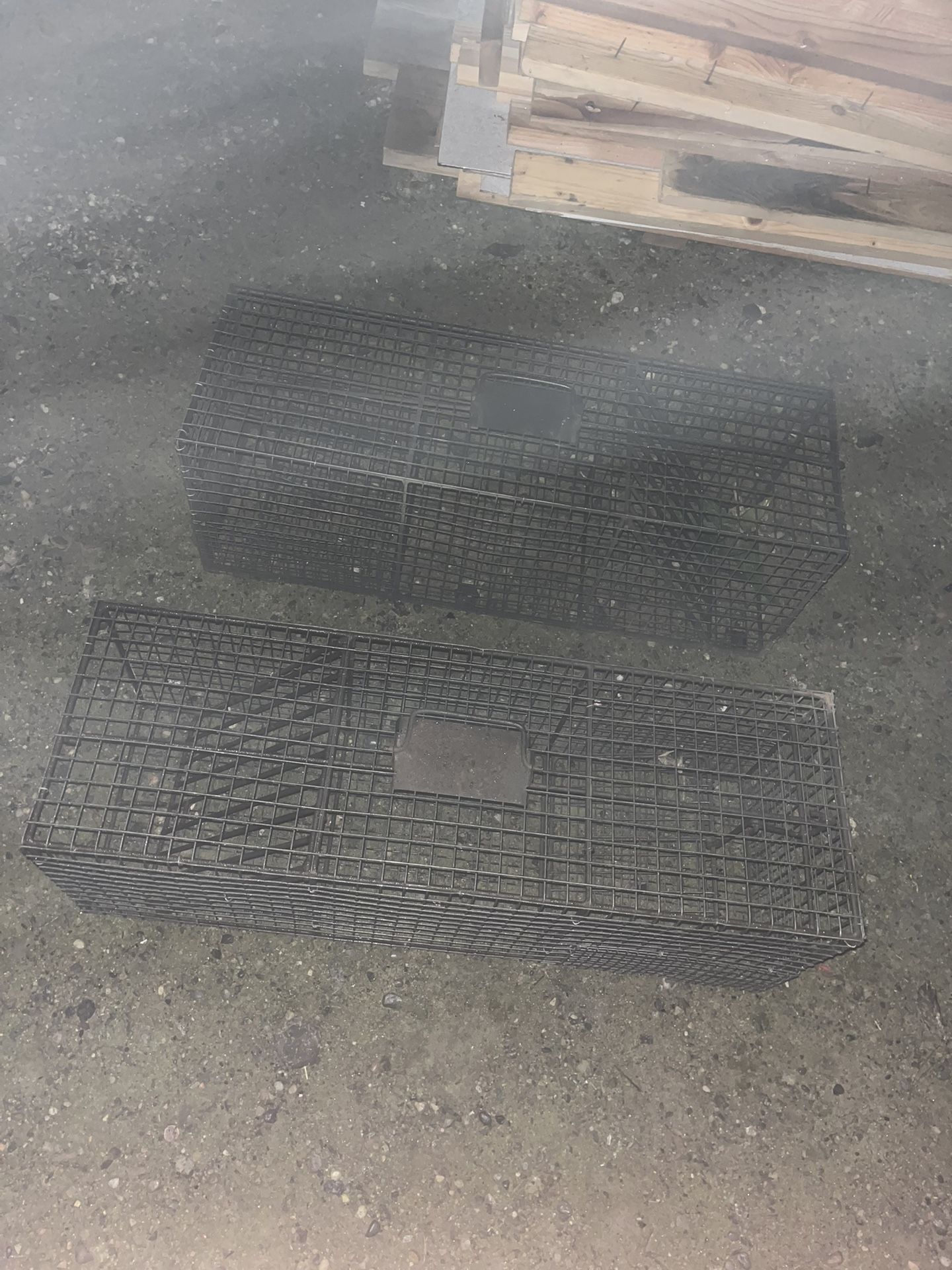 Coon Traps