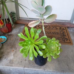 Succulent 