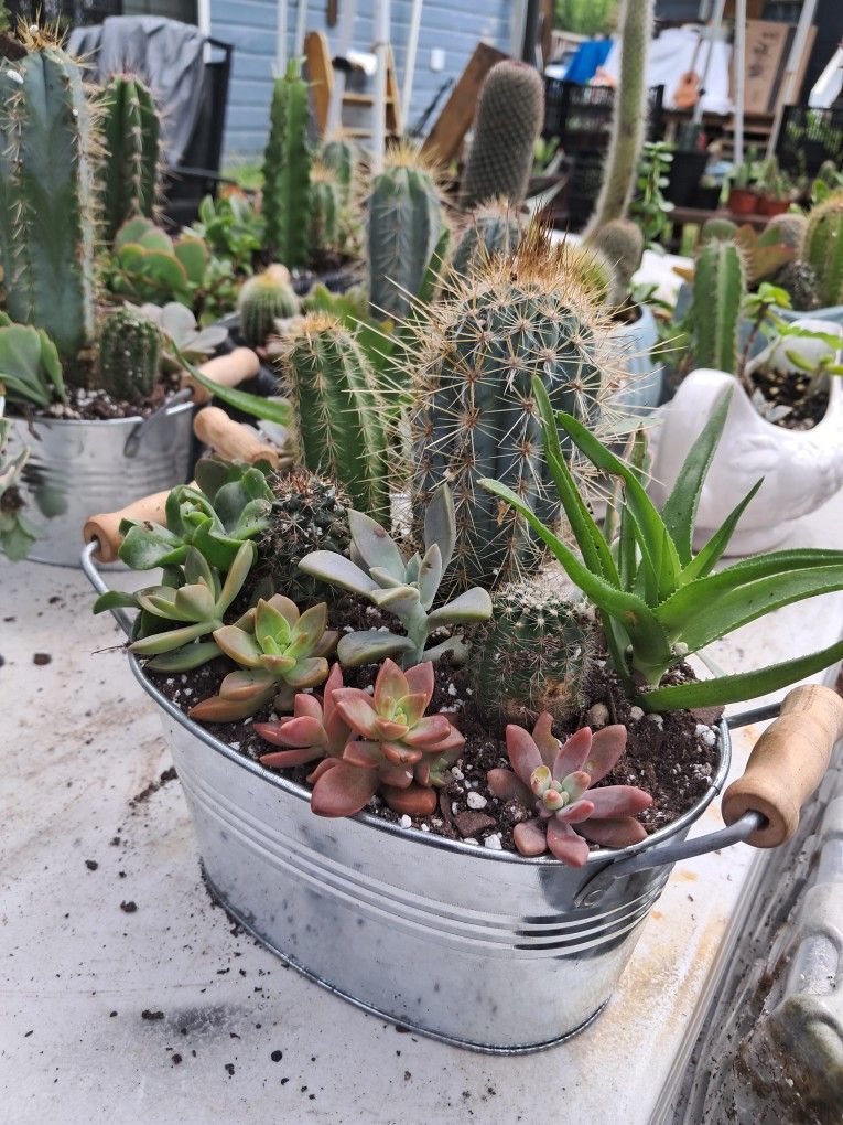 Cactus And Plants