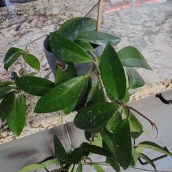 Hoya - Low Maintenance Plant