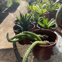 Cactus and Succulent’s 🌵