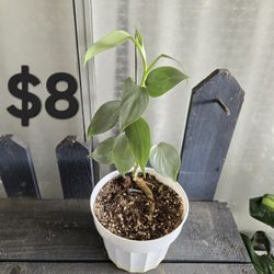 Silver Sword Philodendron Plant 