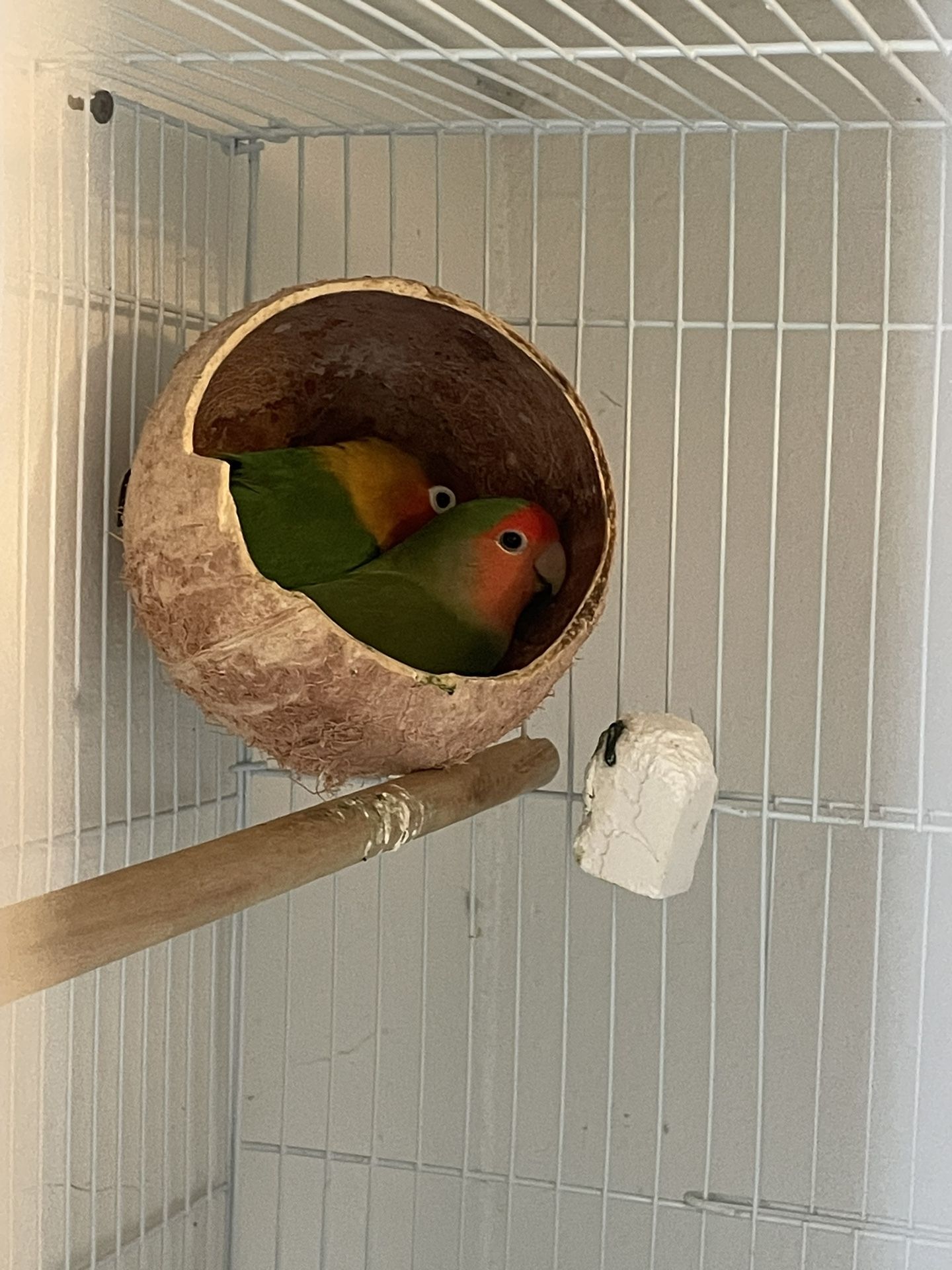 Periquitos for Sale in Los Angeles, CA OfferUp