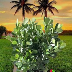 ●Clusia Privacy HEDGES galore & More