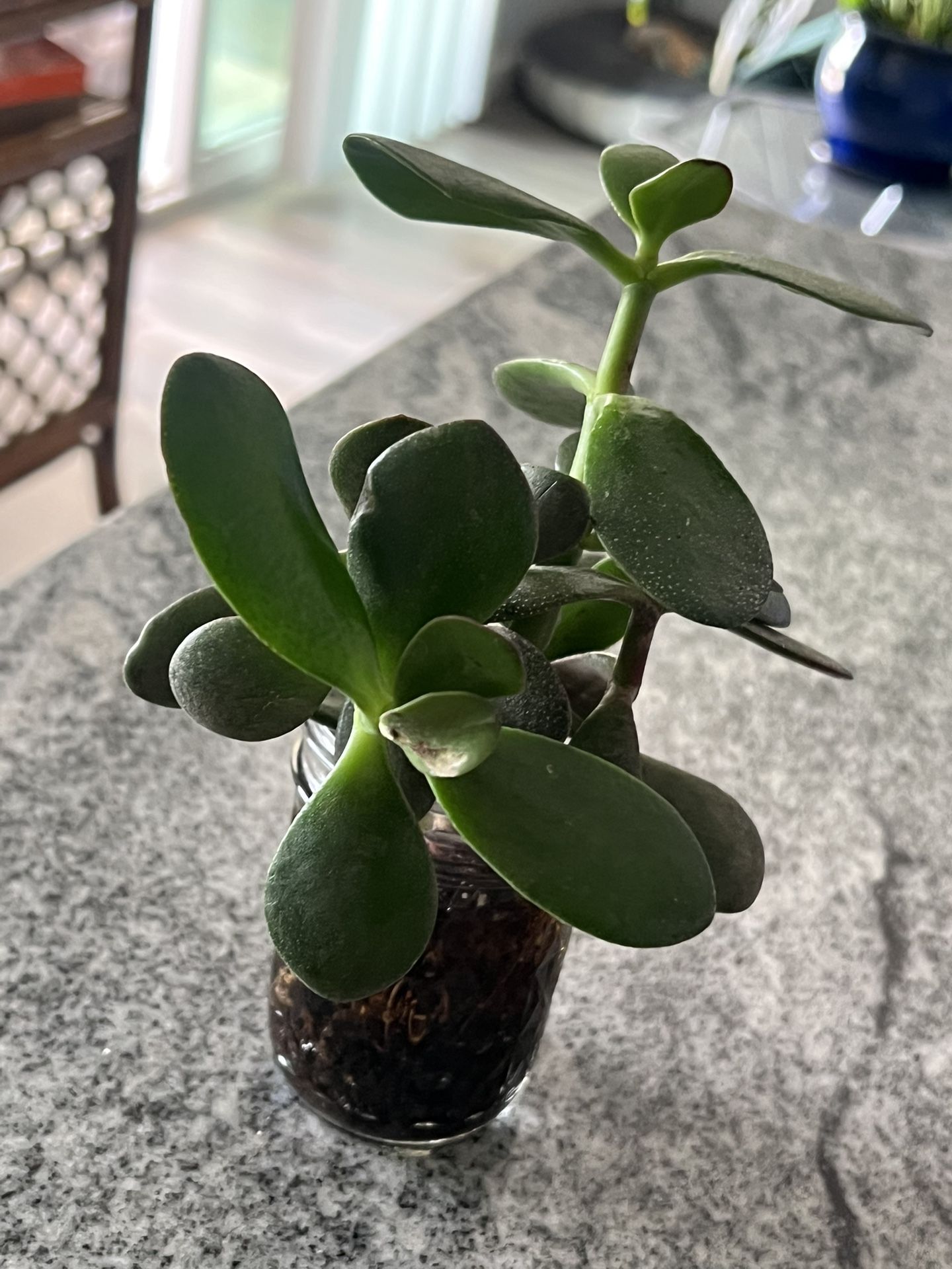 Succulents