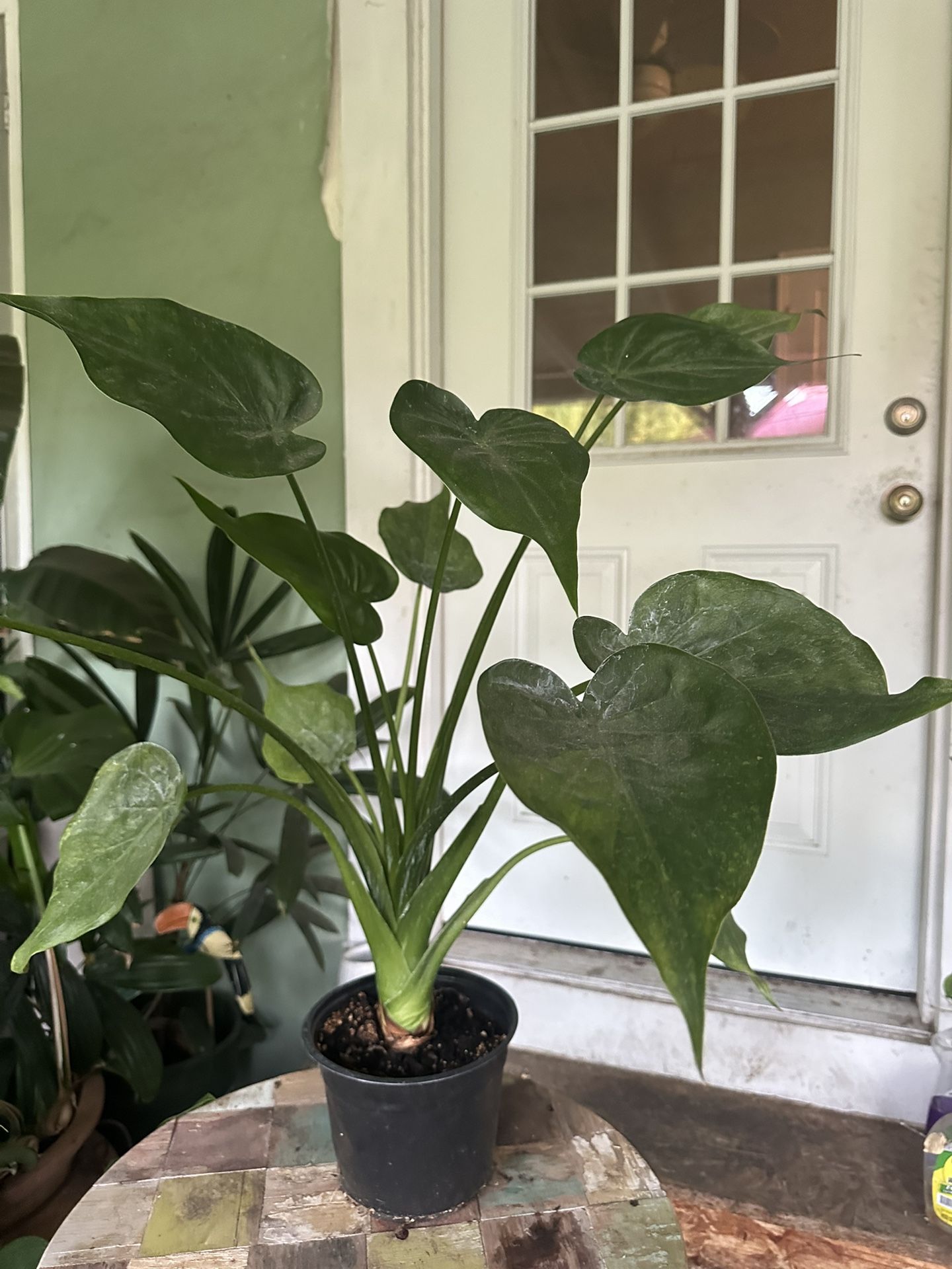 Beautiful Green Plant