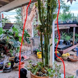 The African milk tree (Euphorbia trigona)