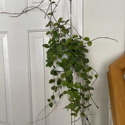 Hoya Mathilde splash plant