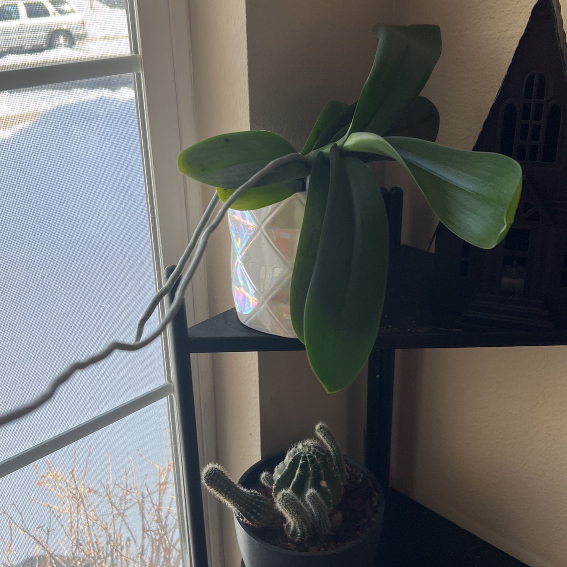 Orchid Plant & Pot 