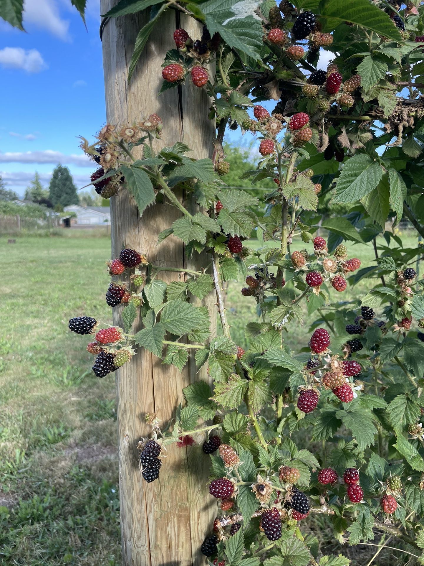 Marionberry Plants for Sale in Boring, OR OfferUp