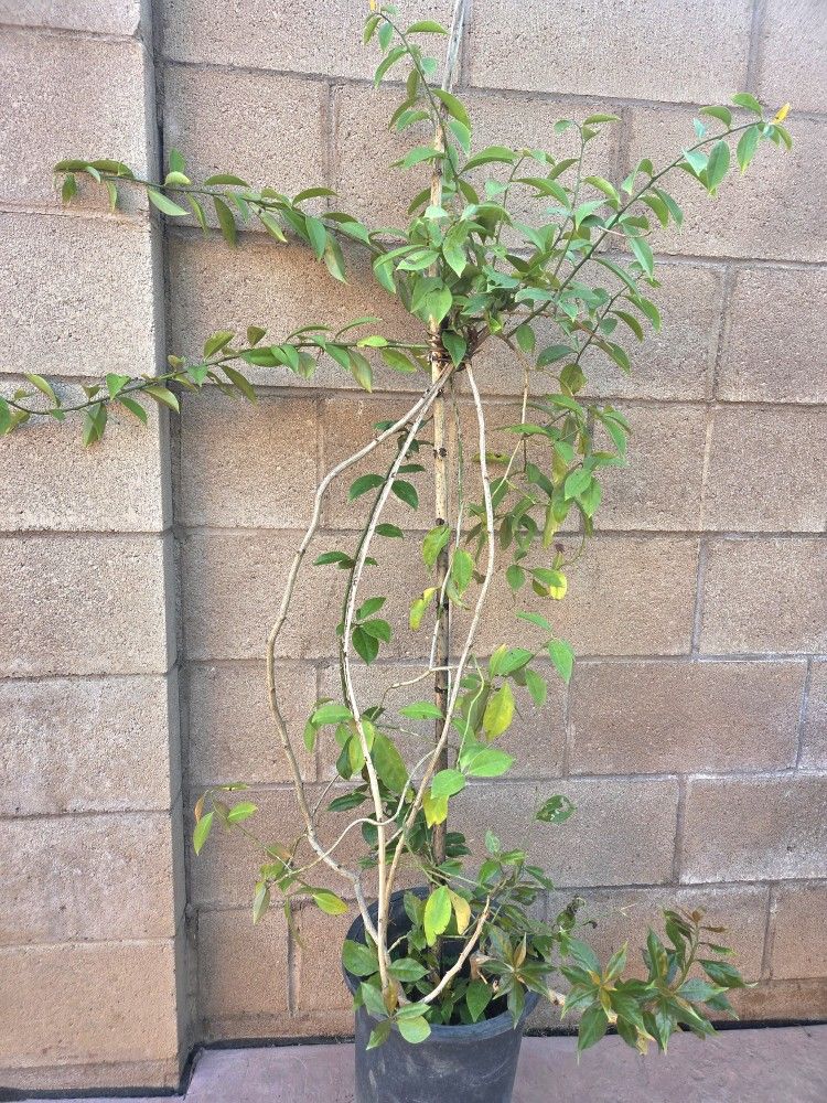 Uña De Gato Plant Medesinal