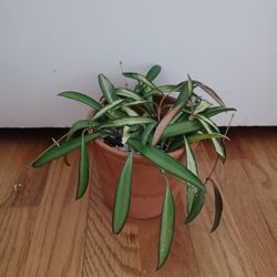 Hoya Plant, 4"pot