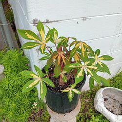 Tapioca (Yucca,  Manihot)