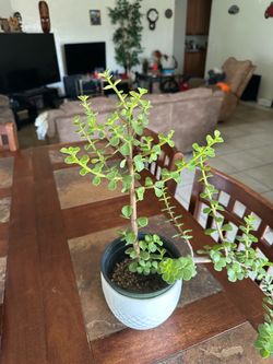 Jade plant