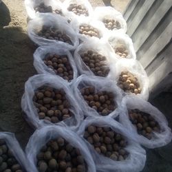 Whole Uncracked Walnuts 