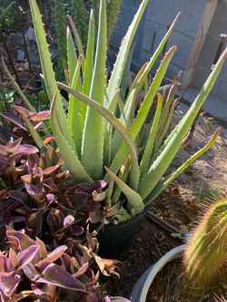 Aloe Vera