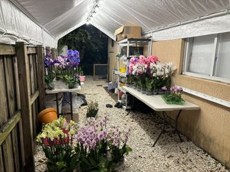 Orquideas En Venta🔥🔥