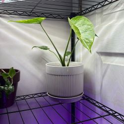 Monstera (Thai Con?)