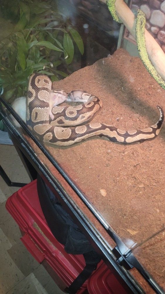 Tank For Sale