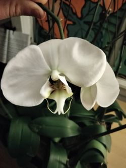 White Phalaenopsis Orchids