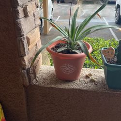 $5 Potted Plants 