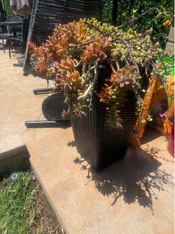 Brown wicker pot with succulents