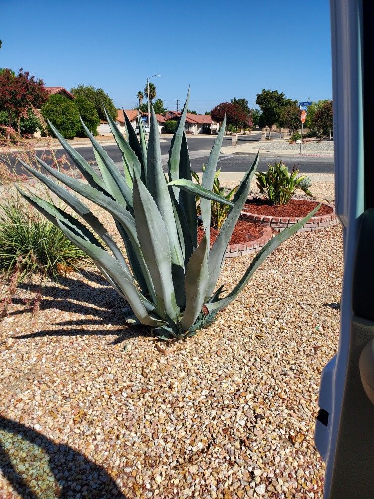 Agave plant