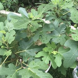 Fig Tree