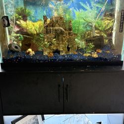 2 Fish Tanks 