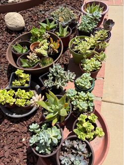 Small succulents