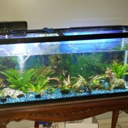 Only Fish Tank. No Fish 