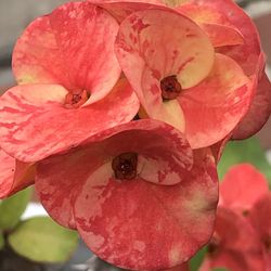 Corona De Cristo California Sun Rise