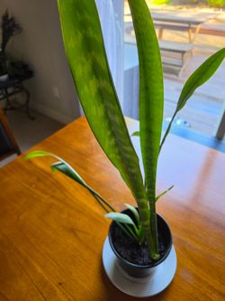Snake indoor plant, healthy and beautiful