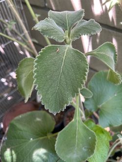 Oregano cuvano