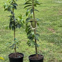 SourSop Tree  (great Benefit Plant) 