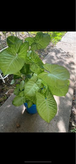 Syngonium Arrowhead Plant in Blue Pot