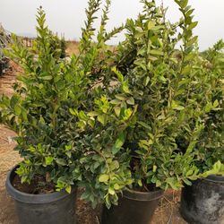 Ligustrum japonicum