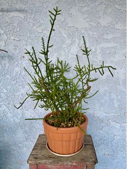 Mistletoe cactus