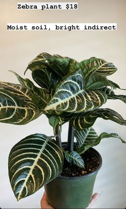Zebra plant