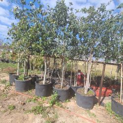 Monterrey Oak Trees 30gallon 13ft Tall 