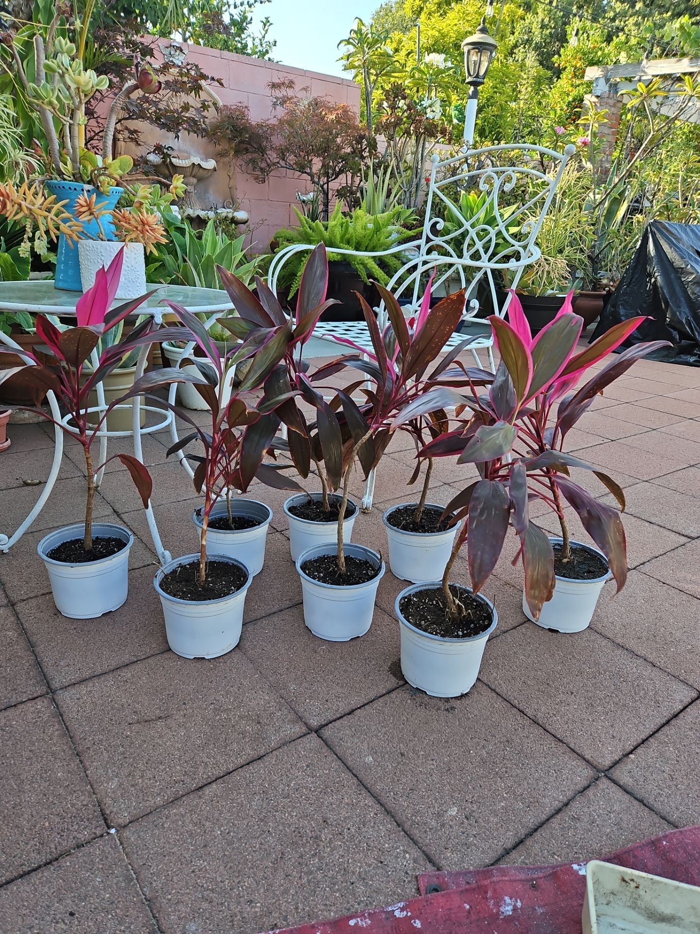 Cordyline easy to care for shade or partial shade indoor or outdoor striking fushia young leaves turn to purple maroon when matures. 2 feet tall.
