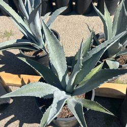 Blue Agave Americano