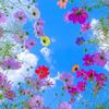 💗🕊️💐